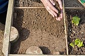 Sowing of radish under protection in a kitchen garden