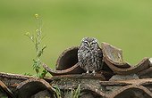 Little owl standing among roof tiles at spring Spain