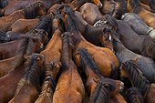 Gathering Horses Rapa das bestas Galicia Spain  ; Sabucedo Pontevedra