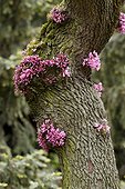 Judas tree in bloom in a garden