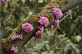 Judas tree in bloom in a garden