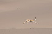 Springbok running on sand dune - Skeleton Coast Namibia