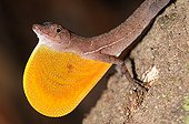Golfo-dulce Anole showing dewlap Corcovado Costa Rica
