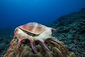 Giant spider conch on reef Tahiti French Polynesia 
