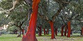 Cork oak bark Ambroz Valley Extremadura Spain