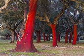 Cork oak bark Ambroz Valley Extremadura Spain
