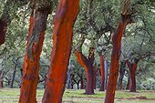 Cork oak bark Ambroz Valley Extremadura Spain