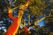 Cork oak bark Ambroz Valley Extremadura Spain