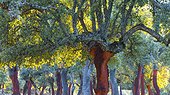 Cork oak bark Ambroz Valley Extremadura Spain