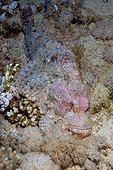 Scorpionfish fading into its environment - Egypt