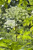Large Hogweed in bloom School Museum Nancy France 