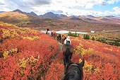 Shipping horse in autumn Yukon Canada  ; South Lakeland, near Coal Lake 
