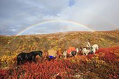 Shipping horse in autumn Yukon Canada  ; South Lakeland, 