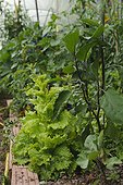 Eggplant culture under greenhouse