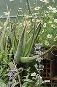 Flowers and aloes in a greenhouse