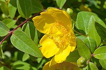 St. John's wort 'Hidcote' in bloom in a garden