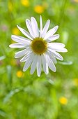Oxeyedaisy in bloom in a garden
