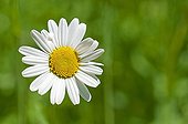Oxeyedaisy in bloom in a garden