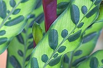 Calathea leaves in a garden