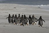 Gentoo penguins running on the beach Sea Lion Island