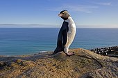 Southern Rockhopper Penguin on a rock - Falkland Island