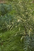 Aster 'Golden Spray' and euphorbia in bloom in a garden