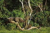 African forest elephant - Central African Republic 