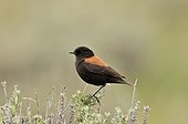Patagonian negrito on a bush - Patagonia