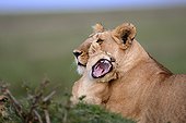 Lioness lying and cub in the bush - Masai Mara Kenya