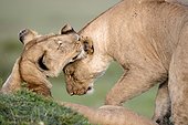 Lioness and young lion in the savanna - Masai Mara Kenya 