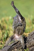 Chacma baboon stretching and having a scratch - Kenya