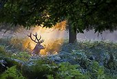 Stag Red Deer illuminated by the first rays of the sun - GB