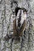 Wryneck feeding its youngs in nest - France