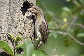 Wryneck feeding its youngs in nest - France