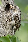 Wryneck feeding its youngs in nest - France
