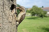 Wryneck feeding its youngs in nest - France