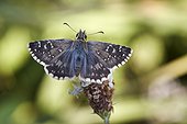 Oberthür's Grizzled Skipper on flower - Peña Trevinca Spain