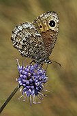 Black Satyr on a flower - Peña Trevinca Spain