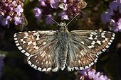 Safflower Skipper on flowers - Galicia Spain