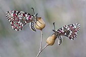 Spanish Festoon on flowers - Galicia Spain