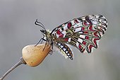 Spanish Festoon on flower - Galicia Spain