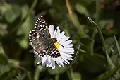 Grizzled Skipper on Daisy flower - Serra do Cando Spain