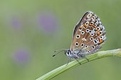Adonis Blue female - Serra da Encina da Lastra Spain 