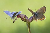 Male Common Blue and female Adonis Blue on Orchid -  Spain  ; Serra do Courel