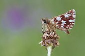 Red-underwing Skipper on a flower - Serra do Courel Spain 