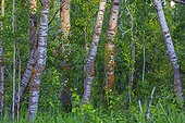 Trunks of Quaking Aspens in Forest - Elk Island Canada 