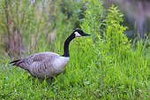 Canada Goose in the grass - Elk Island Canada 