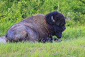 Bison America lying in the grass - Elk Island Canada