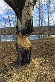Tree gnawed by a American beaver - Yukon Canada