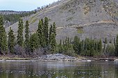 Beaver Hut on the banks of the Teslin River - Yukon Canada 